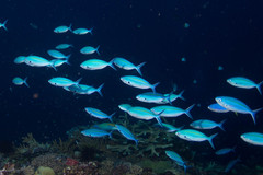 Caesio caerulaurea