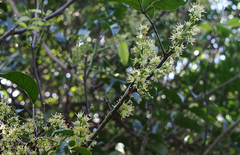 Zanthoxylum nitidum