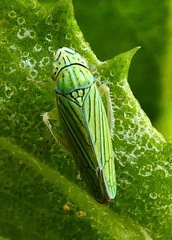 Graphocephala cythura