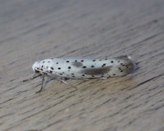 Yponomeuta irrorellus