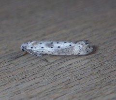 Yponomeuta irrorellus