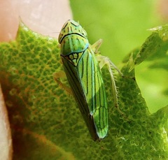 Graphocephala cythura