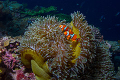 Amphiprion percula