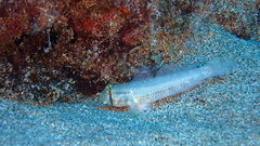 Gnatholepis thompsoni