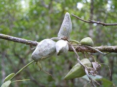 Dischidia major