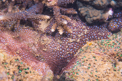 Leptastrea purpurea