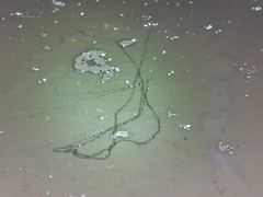 Bufotes viridis viridis