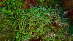 Caulerpa webbiana