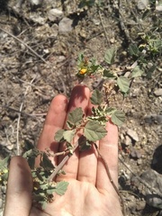 Malvastrum bicuspidatum