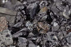 Bufotes viridis viridis