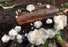 Favolus spatulatus