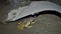 Bufotes viridis viridis