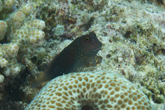 Cirripectes springeri