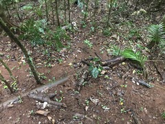 Favolus spatulatus
