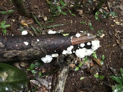 Favolus spatulatus