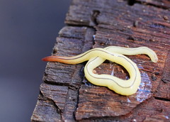 Fletchamia mediolineata