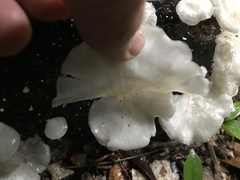 Favolus spatulatus