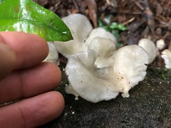 Favolus spatulatus
