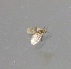Trichomyiinae