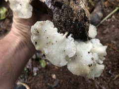 Favolus spatulatus