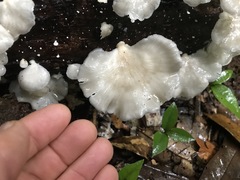 Favolus spatulatus