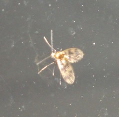 Trichomyiinae
