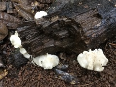 Favolus spatulatus