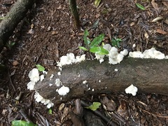 Favolus spatulatus