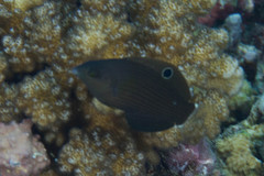 Halichoeres marginatus