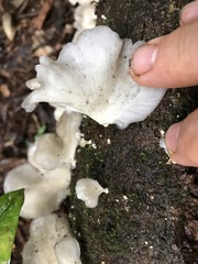 Favolus spatulatus