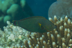 Halichoeres marginatus
