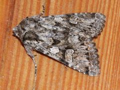 Pachetra sagittigera