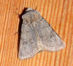 Agrotis cinerea