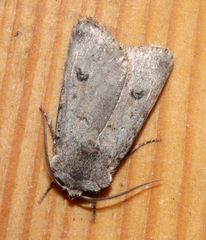 Agrotis cinerea