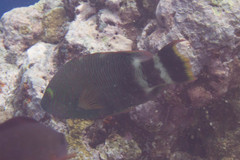 Cheilinus trilobatus