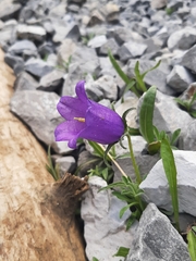 Campanula alpestris