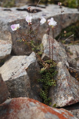 Veronica decora