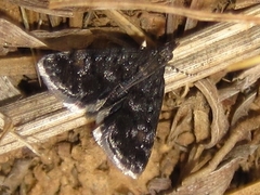 Heliothela