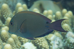 Brown Surgeonfish photo 4
