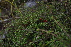 Coprosma depressa