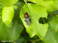 Clitellaria ephippium