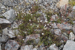 Veronica decora
