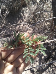 Mimosa dysocarpa