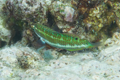 Thalassoma quinquevittatum