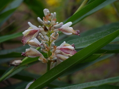 Alpinia calcarata