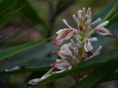 Alpinia calcarata