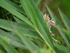 Alpinia calcarata