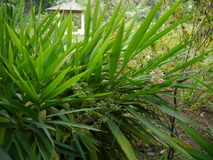 Alpinia calcarata