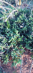 Senecio abbreviatus
