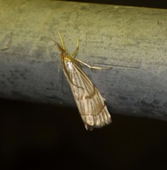 Chrysocrambus